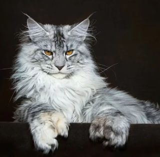 Diamond Painting  Maine Coon Katze